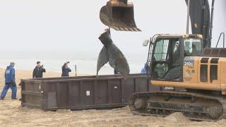 Two dead humpback whales found along Virginia Beach