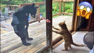 OMG Funny And Scared Animals Moments - Funniest Animals 2023   Pets Island