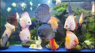 Bể cá dĩa siêu đẹp với các dòng Đỏ Bồ Câu Hồng Beo Da Rắn 2192021