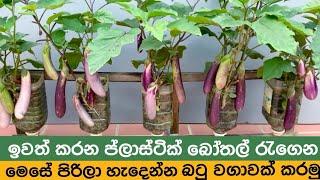 How to farm an eggplants in a plastic bottle an take a big harvest soon - බටු වගාව සිංහලෙන්.