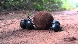 True Facts About The Dung Beetle