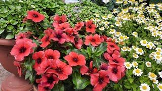 Чистый цветок в Вашем саду. Катарантус барвинок выращивание от посева до цветения.