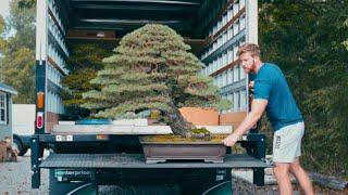 A Bittersweet Ending  US National Bonsai Exhibition 2023