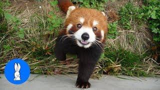 Most Adorable Red Panda - CUTEST Compilation