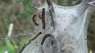 Eastern Tent Caterpillar Behavior