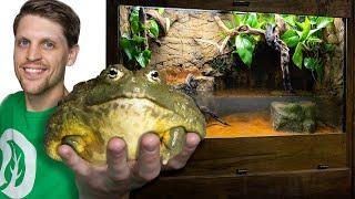 My Giant Bullfrog Needed a New Home - Samsons Story