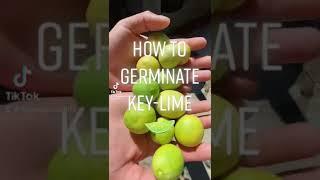 How to germinate key-lime Tik Tok