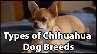 Types Of Chihuahua Breeds