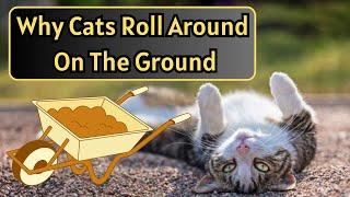 Why Do Cats Roll Around In The Dirt Outside?