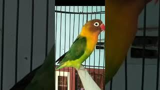 Suara Lovebird Memanggil Lawan #shorts