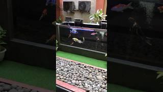 Kolam aquarium koi ini terlihat lebih cantik saat siang