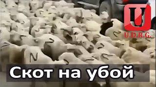 Скот на убой. Полная могилизация России