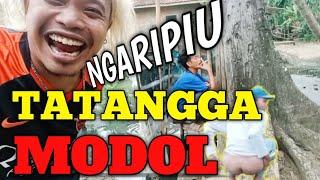 NGARIPIU TATANGGA