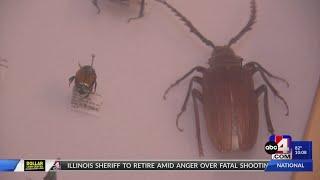 Natural History Museum of Utah hosts BUGfest