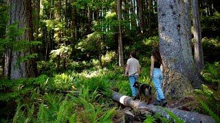 DREAM CABIN in MAGICAL FOREST  NEW BUSHCRAFT PROJECT at KOMOREBI