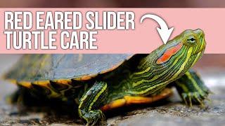 Red Eared Slider Turtle Care Beginner Guide
