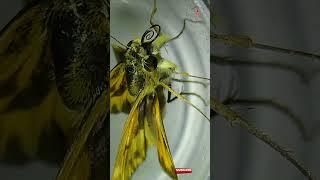 Amazing Close-Up Footage of The Fiery Skipper Butterfly under a Microscope