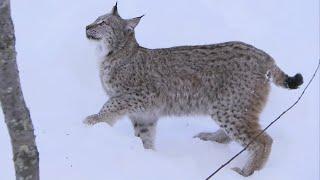 Lynx Jumps 2 Metres Straight Up  Deadly 60  Series 2  BBC Earth