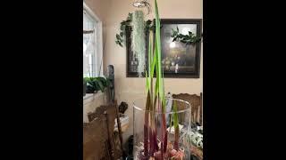 Growing gladiolus bulbs in water update 