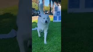 Happy Guy  Happy Dog TikTok Compilation 2023 #animalsplus