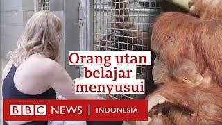 Para ibu lintas spesies Manusia yang mengajar orang utan untuk menyusui - BBC News Indonesia