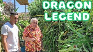 Dragon Fruit LEGEND Shares 20+ Years of Expertise Edgar Valdivias Garden Tour