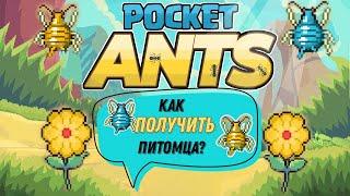 Pocket Ants l Лайфхак  Как получить питомца?