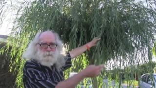 Herbs of the Sun Moon and Planets explained by author Steve Andrews