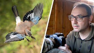 Birds in Flight Photography - How to Photograph Jays in Flight Canon R6