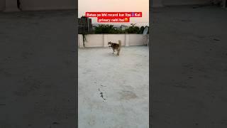 Ye bhi koi record karne ki chiz hai #ytshorts #shorts #siberianhusky #funny #shortsfeed