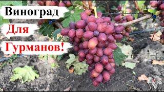 ВИНОГРАД для ГУРМАНОВ Его ВКУС не ОСТАВИТ ВАС РАВНОДУШНЫМ