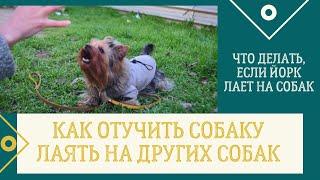 DogVlog. Как отучить собаку лаять на других собак. Что делать если йоркширский терьер лает на собак