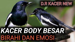 MEMBONGKAR BIRAHI DAN EMOSI BURUNG KACER BODY BESAR KACER BODY KECIL