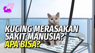 BISAKAH KUCING MERASAKAN ADANYA PENYAKIT PADA MANUSIA?  EKOR7