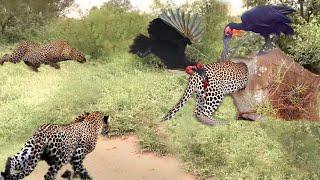 Hornbill-Bird Parents Cooperate To Attack Leopard Madly To Save Baby From Death - Battle of Leopard