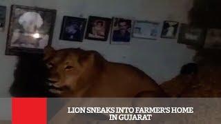 Lion Sneaks Into Farmers Home In Gujarat