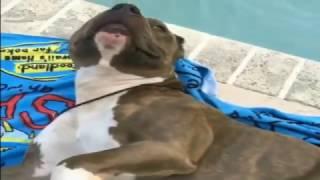 Mannequin Challenge DOGS  Mannequin Challenge DOG Boxer