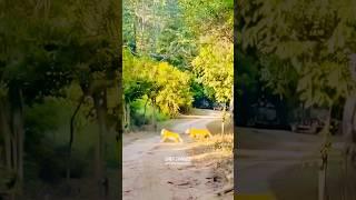 Tiger Cubs   crossing the road  #wildlife #safarilife #tigers #tiger  #ytshorts #youtubeshorts #yt