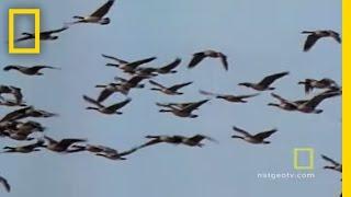 Geese Fly Together  National Geographic