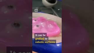 IN A MINUTE Japan scientists make smiling robot with living skin #shorts