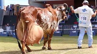 World highest milking Gir cow + Red sindi cow ⭐️ Full detailed video