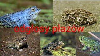 Odglosy polskich żab - rozpoznawanie polskich płazów po głosie polskie płazy #1