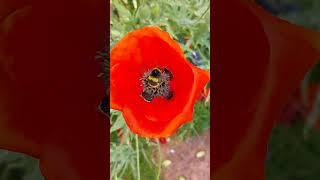 Closer to the bees on my poppies 