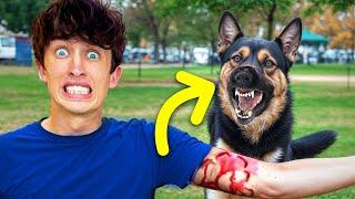 I got attacked by a dog