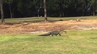 Alligator kills Armadillo. 