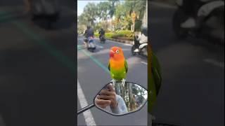 burung nongkrong pinggir jalan