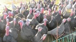 Talking to turkeys