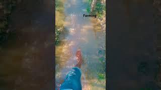 #farming #desiboy #shortvideo #nature #deshibalak #farming #howtofarm