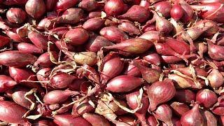 Shallots cultivation. How and when to sow onions by seeds in spring