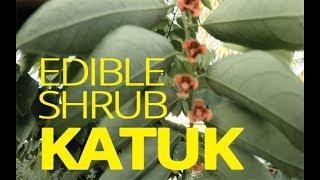 Edible Shrub Katuk - Southwest Florida Urban Gardening